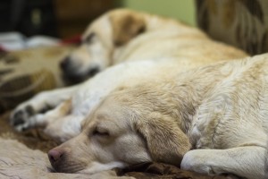 labrador-805836