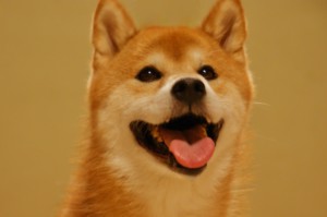 わんちゃん