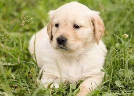 犬