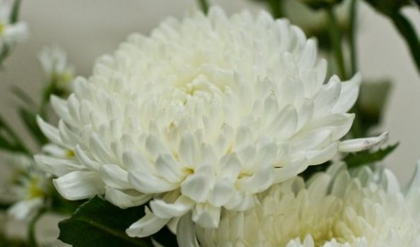 ペット供養方法を考える