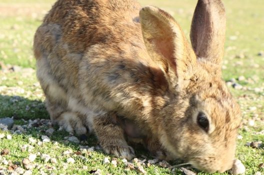 うさぎの寿命 病気 やケガに注意 長生きしてもらうためにできること ペット火葬 ペット葬儀8 500円 税抜 提携霊園あり供養相談も ペット葬儀110番