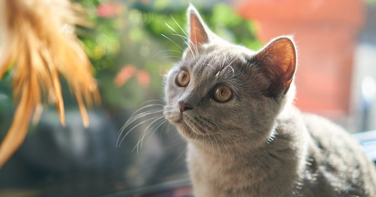 猫の火葬料金|火葬方法や火葬前準備~供養までの流れも解説します
