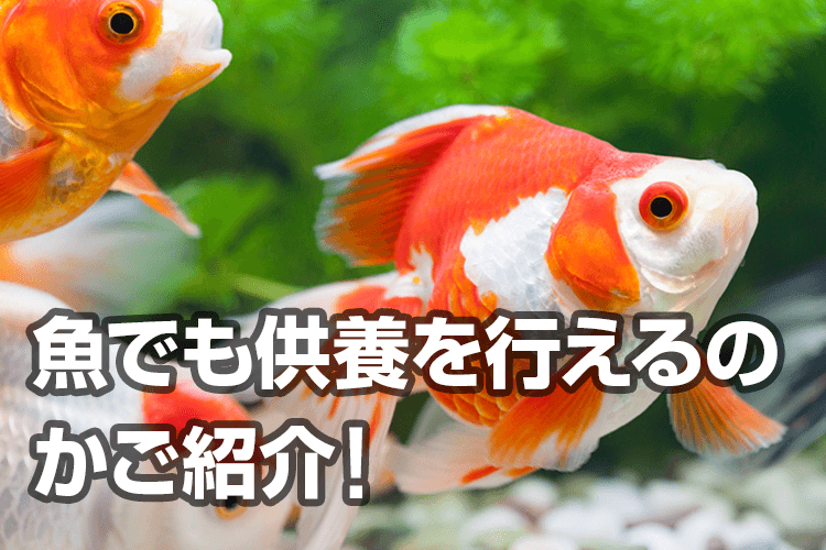 金魚　供養方法