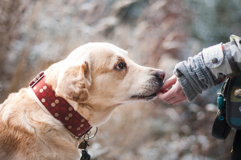 愛犬　亡くなった　飼い主　やるべきこと