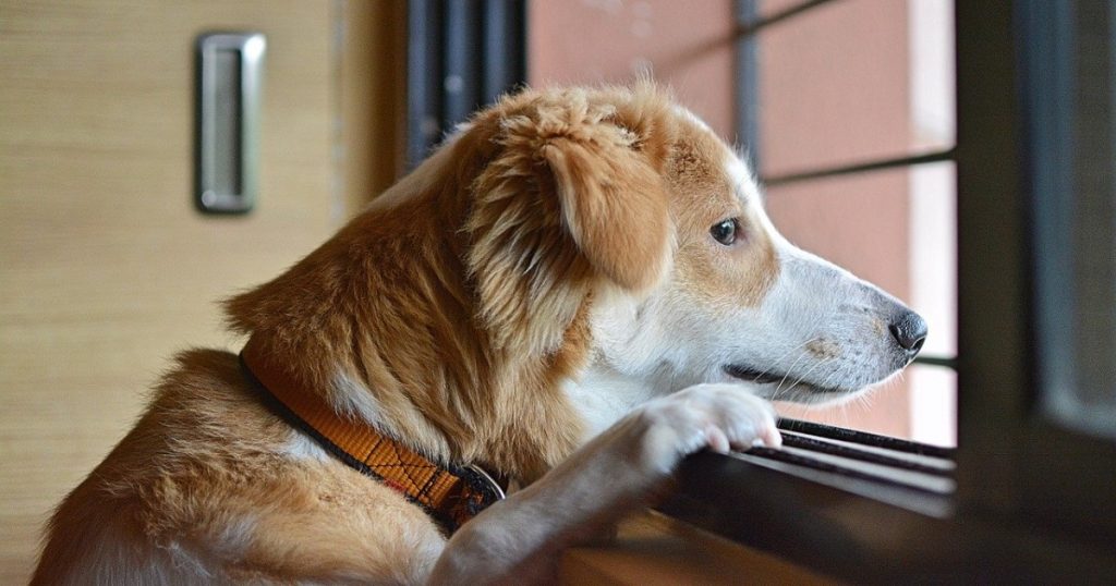 動物供養　ペット葬儀